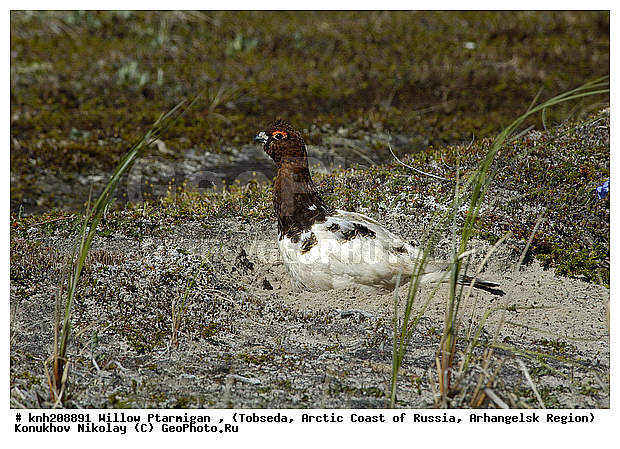 Lagopus lagopus, Willow Ptarmigan, ����������� ���������, ������������� �������, ����� ���������, �������, �����������, Tetraonidae, �����, �����, DONE, XYZ