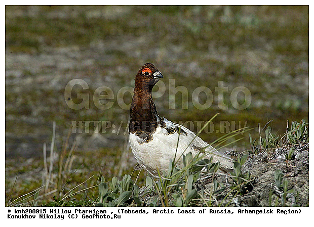 Lagopus lagopus, Willow Ptarmigan, ����������� ���������, ������������� �������, ����� ���������, �������, �����������, Tetraonidae, �����, �����, DONE, XYZ