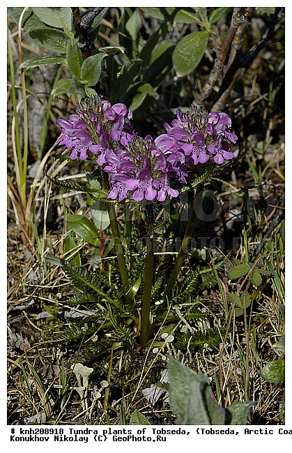 �������, ����������� ���������, ������������� �������, ��������, �������� ������. ��������� ���������� ������ (�. �������), �������, ������, �����, XYZ