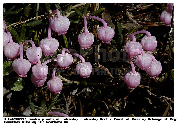 �������, ����������� ���������, ������������� �������, ��������, �������� ������. ��������� ���������� ������ (�. �������), �������, ������, �����, ������ ��������, ���������� ��������, �����, ��������, �����, ������, ������������ ��������, DONE, ����������, Ericaceae, �������, �������, ������ ������������, ������ ��������������, Andromeda polifolia, ������ ������������, XYZ