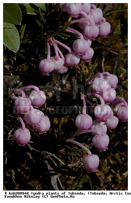 �������, ����������� ���������, ������������� �������, ��������, �������� ������. ��������� ���������� ������ (�. �������), �������, ������, �����, ������ ��������, ���������� ��������, �����, ��������, �����, ������, ������������ ��������, DONE, ����������, Ericaceae, �������, �������, ������ ������������, ������ ��������������, Andromeda polifolia, ������ ������������, XYZ