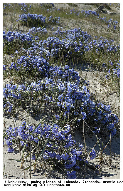 �������, ����������� ���������, ������������� �������, ��������, �������� ������. ��������� ���������� ������ (�. �������), �������, ������, �����, ������ ��������, ���������� ��������, �����, ��������, �����, ������, ������������ ��������, DONE, ���������, ������������, Polemoniaceae, �������, �������, ������ ��������, Polemonium boreale, XYZ