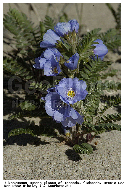 �������, ����������� ���������, ������������� �������, ��������, �������� ������. ��������� ���������� ������ (�. �������), �������, ������, �����, ������ ��������, ���������� ��������, �����, ��������, �����, ������, ������������ ��������, DONE, ���������, ������������, Polemoniaceae, �������, �������, ������ ��������, Polemonium boreale, XYZ