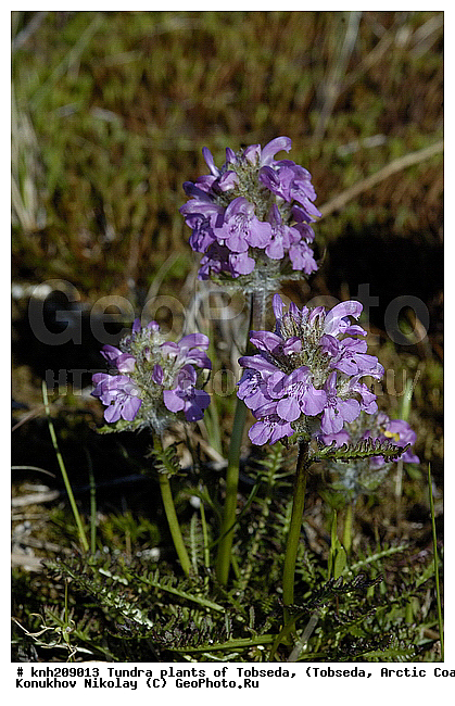 �������, ����������� ���������, ������������� �������, ��������, �������� ������. ��������� ���������� ������ (�. �������), �������, ������, �����, XYZ