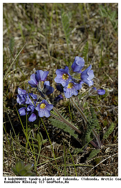 �������, ����������� ���������, ������������� �������, ��������, �������� ������. ��������� ���������� ������ (�. �������), �������, ������, �����, ������ ��������, ���������� ��������, �����, ��������, �����, ������, ������������ ��������, DONE, ���������, ������������, Polemoniaceae, �������, �������, ������ ��������, Polemonium boreale, XYZ