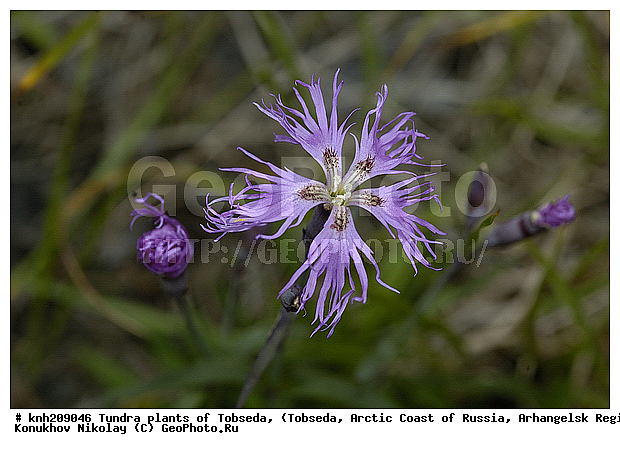 �������, ����������� ���������, ������������� �������, ��������, �������� ������. ��������� ���������� ������ (�. �������), �������, ������, �����, ������ ��������, ���������� ��������, �����, ��������, �����, ������, ������������ ��������, DONE, �����������, ����������, Caryophyllaceae, �������, �������, �������� ������, �������� ��������, Dianthus superbus, XYZ