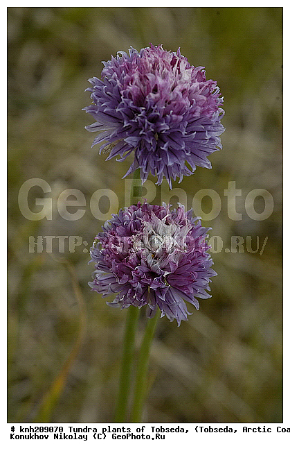 �������, ����������� ���������, ������������� �������, ��������, �������� ������. ��������� ���������� ������ (�. �������), �������, ������, �����, ������ ��������, ���������� ��������, �����, ��������, �����, ������, ������������ ��������, DONE, �������, Alliaceae, �������������, Amaryllidaceae, �������, �������, ��� �������, �����-���, ���-�������, ���-�������, ��� �����, Allium schoenoprasum, XYZ