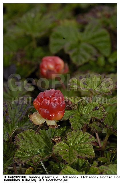 �������, ����������� ���������, ������������� �������, ��������, �������� ������. ��������� ���������� ������ (�. �������), �������, ������, �����, ������ ��������, ���������� ��������, �����, ��������, ������������ ��������, DONE, ������������, �������, �����������, Rosaceae, �������, �������, �������, ������� �����������, ������� ������������, Rubus chamaemorus, �����, �����, XYZ