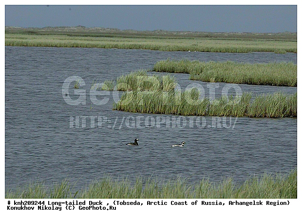 Clangula hyemalis, Long-tailed Duck, ����������� ���������, ������������� �������, �������, �������, ������, Anatidae, �����, �����, �����������������, DONE, ������������� �����, XYZ
