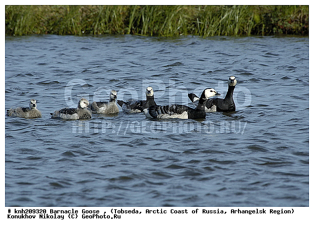 Barnacle Goose, Branta leucopsis, ����������� ���������, ������������� �������, ��������� �������, �������, ������, Anatidae, �����, �����, DONE, XYZ