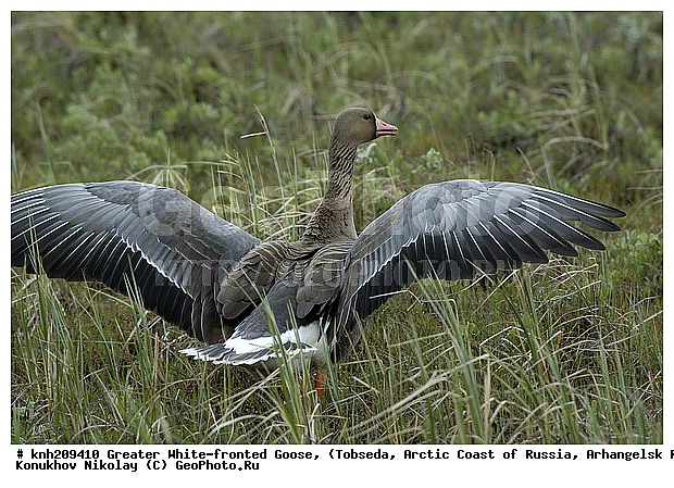 Anser albifrons, Greater White-fronted Goose, ����������� ���������, ������������� �������, ��������� ����, �������, ������, Anatidae, �����, �����, DONE, XYZ