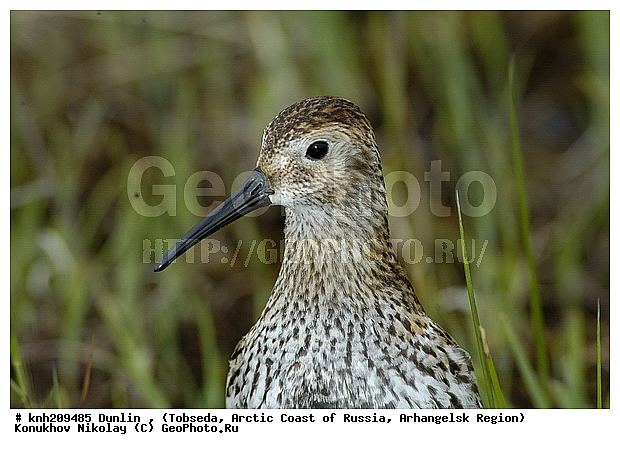 Calidris alpina, Dunlin, ����������� ���������, ������������� �������, �������, ����������, ���������, Scolopacidae, �����, �����, �����, ������, DONE, XYZ