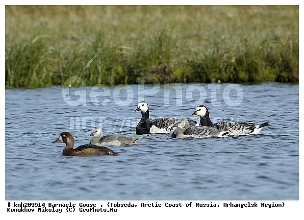 Barnacle Goose, Branta leucopsis, ����������� ���������, ������������� �������, ��������� �������, �������, ������, Anatidae, �����, �����, DONE, XYZ