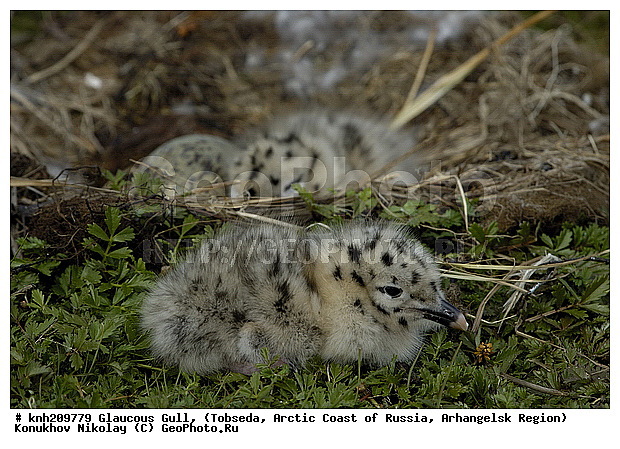 Glaucous Gull, Larus hyperboreus, ����������� ���������, ������������� �������, ����������, �������, ��������, Laridae, ������� �����, ������� �����, DONE, XYZ