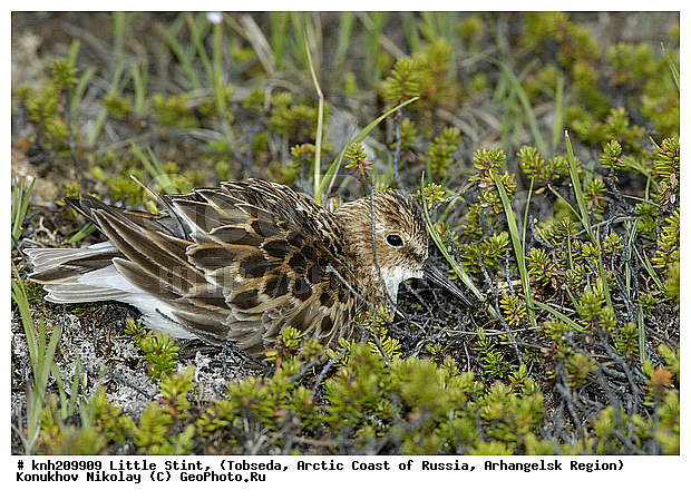 Calidris minutus, Little Stint, ����������� ���������, ������������� �������, �����-�������, �������, ���������, Scolopacidae, �����, �����, �����, ������, DONE, Calidris minuta, Erolia minuta, XYZ