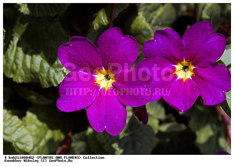 ������� ������������� , ������� ������������, Primula acaulis = Primula vulgaris, ��������, �����, ������ ��������, ���������� ��������, ������� ��������, ������, �����, �����������, ����������, DONE, ������������, ����������, Primulaceae, ��������� ������������, Primula acaulis, Primula vulgaris, ��������� �������������, ���������� �������, ������, XYZ, ����������� ������, ����������� ����������� �����