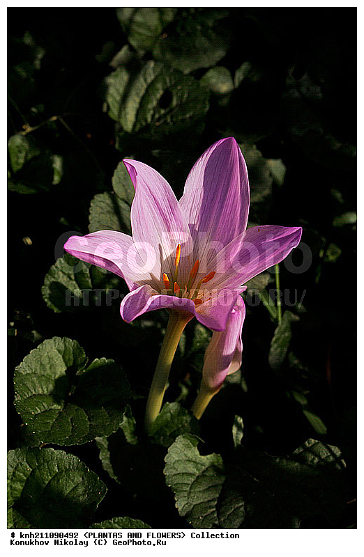 ������������ ������������, Colchicum speciosum, ��������, �����, ������ ��������, ������� ��������, ���������� ��������, ������, �����, ������������, Liliales, ����������������, Colchicaceae, DONE, �����������, ������, XYZ, ����������� ������, ����������� ����������� �����