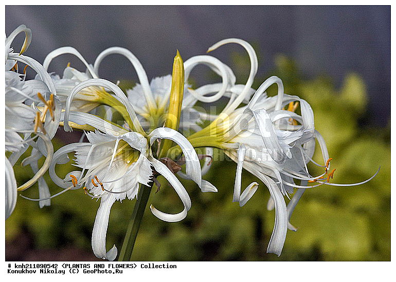 ������������ ������ , ��������, Hymenocallis festalis, ��������, �����, ������ ��������, ��������� ��������, ���, ���������� ��������,  ������, �����, ����������� ��������, ������������ ��������, Hymenocallis × festalis, �������������, Amaryllidaceae, DONE, XYZ