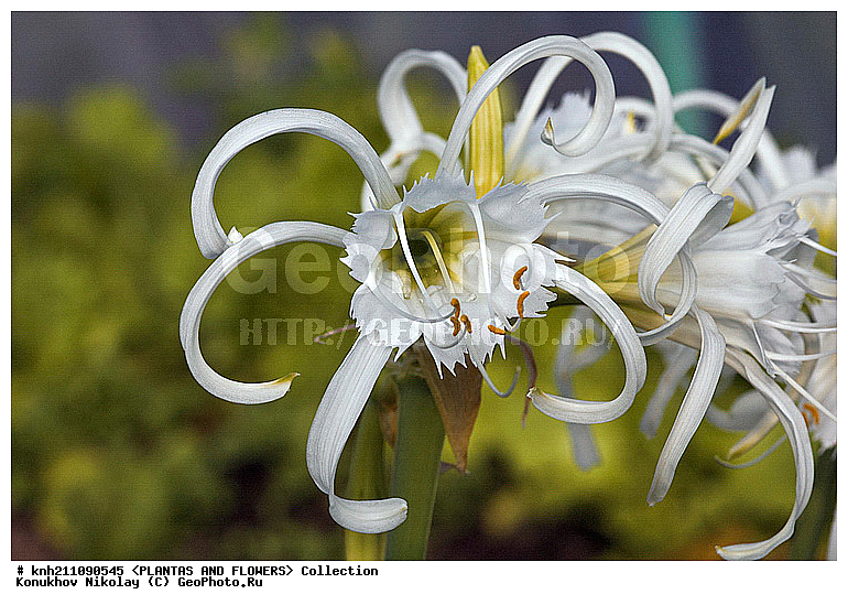 ������������ ������ , ��������, Hymenocallis festalis, ��������, �����, ������ ��������, ��������� ��������, ���, ���������� ��������,  ������, �����, ����������� ��������, ������������ ��������, Hymenocallis × festalis, �������������, Amaryllidaceae, DONE, XYZ