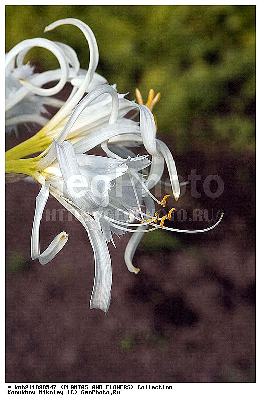 ������������ ������ , ��������, Hymenocallis festalis, ��������, �����, ������ ��������, ��������� ��������, ���, ���������� ��������,  ������, �����, ����������� ��������, ������������ ��������, Hymenocallis × festalis, �������������, Amaryllidaceae, DONE, XYZ