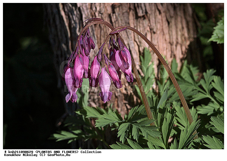 �������� �������������� , ������������, Dicentra eximia, ��������, �����, ������ ��������, ���������� ��������, ������� ��������, ������, �����, �����������, �������� ������������, �������, Papaveraceae, DONE, ���������� �������, ������, XYZ, ����������� ������, ����������� ����������� �����