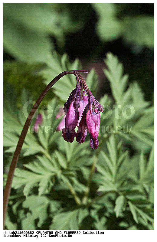�������� �������������� , ������������, Dicentra eximia, ��������, �����, ������ ��������, ���������� ��������, ������� ��������, ������, �����, �����������, �������� ������������, �������, Papaveraceae, DONE, ���������� �������, ������, XYZ, ����������� ������, ����������� ����������� �����