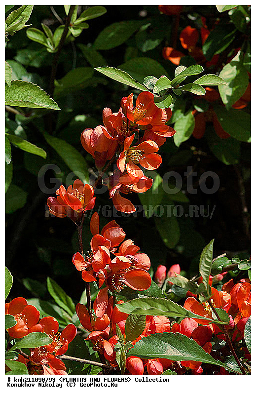 ���� ��������, Chaenomeles speciosa C. japonica, ��������, �����, ������ ��������, ���������� ��������, ������� ��������, ������, �����, �����������, Chaenomeles japonica, ������������, �������, �����������, Rosaceae, DONE, ���������� �������, ������, XYZ, ����������� ������, ����������� ����������� �����