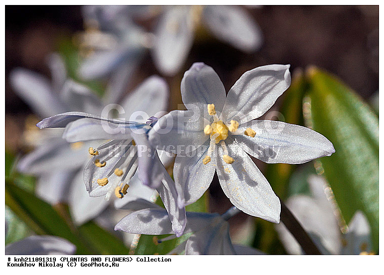 �������� �������, Scilla mischtschenkoana, ��������, �����, ������ ��������, ������� ��������, ������, �����, �����������, Hyacinthaaceae, ���������, Asparagaceae, �����������, �������� ���������, Scilla tubergiana, DONE, ���������� �������, Hyacinthaceae, ������, XYZ, ����������� ������, ����������� ����������� �����