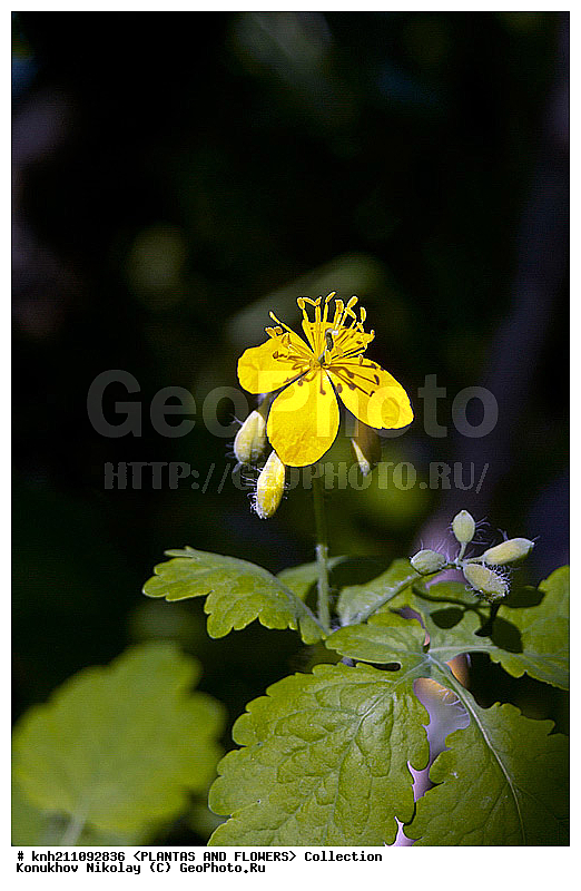 �������� �������, Chelidonium majus, ��������, �����, ������ ��������, ���������� ��������, ������, �����, ������������ ��������, ����������, ���������� �������, ��������� �-�, DONE �������, Papaveraceae, ������������, �������������, ����������, ������, XYZ