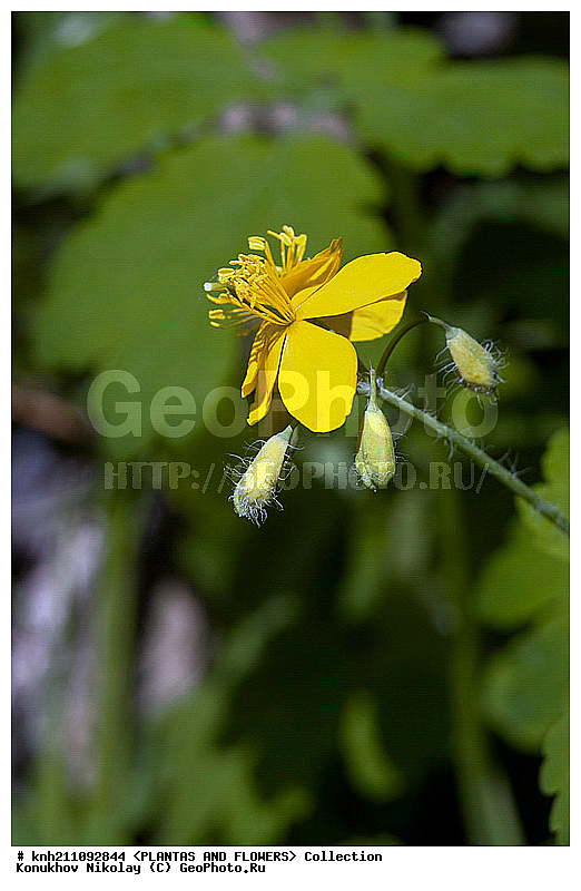 �������� �������, Chelidonium majus, ��������, �����, ������ ��������, ���������� ��������, ������, �����, ������������ ��������, ����������, ���������� �������, ��������� �-�, DONE �������, Papaveraceae, ������������, �������������, ����������, ������, XYZ