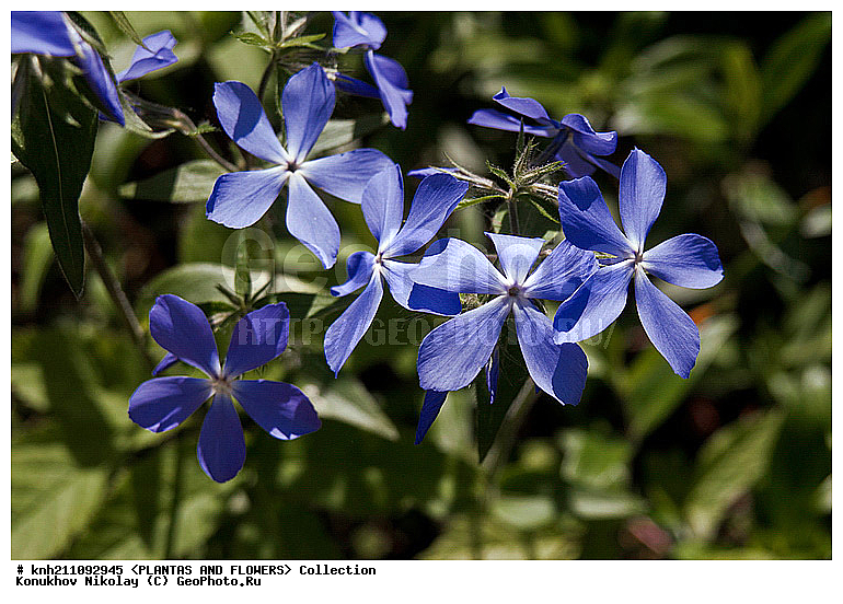 ����� �������������, Phlox divaricata, ��������, �����, ������ ��������, ���������� ��������, ������� ��������, ������, �����, �����������, DONE, ���������, ������������, Polemoniaceae, ���������� �������, ������, XYZ, ����������� ������, ����������� ����������� �����
