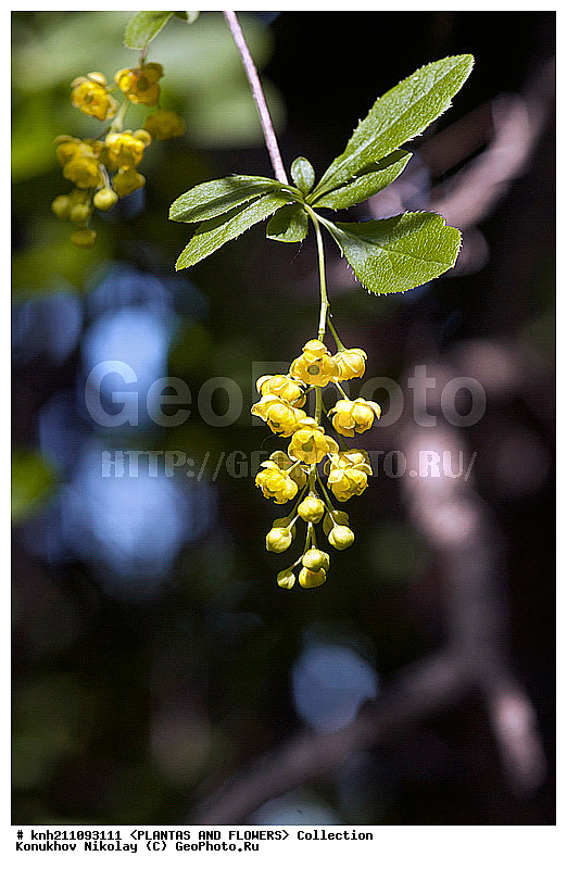 �������� ������������, Beberis vulgaris, ��������, �����, ������ ��������, ���������� ��������, ������� ��������, ������, �����, �����������, ������������, Berberidaceae, DONE, ���������� �������, Berberis vulgaris, ������, XYZ, ����������� ������, ����������� ����������� �����