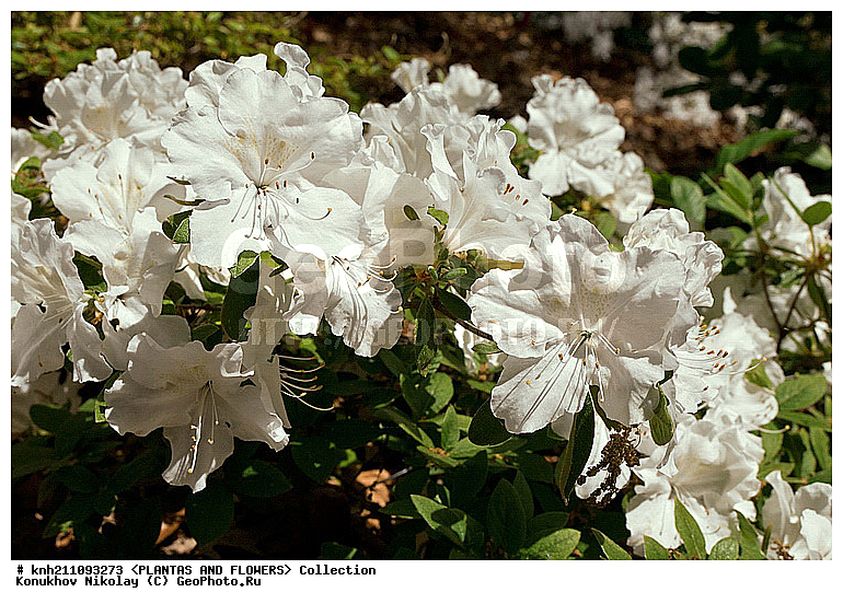 ������, Rhododendron sp., ��������, �����, ������ ��������, ������� ��������, ���, ���������� ��������,  ������, �����, �����������, ���������, ����� ��������, ������������ ���, ������, ����������, Ericaceae, DONE, ���������, ����������, ������������ ��������, ������������ ��������, ������������, ������������ �����������, �����������, ������������, ���������, �����, ����������, ������������ ��������, ������������ ��������, ������������, ������������, ������������, �����������, XYZ