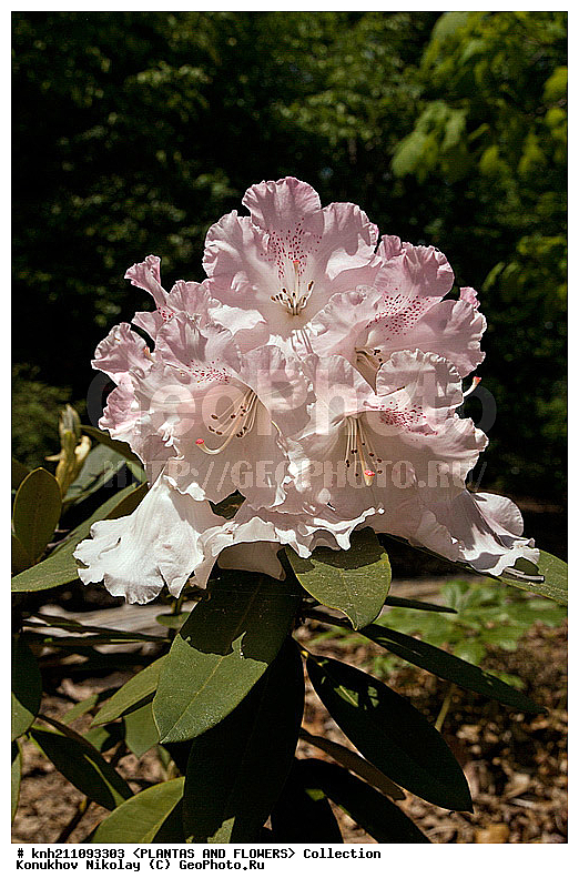 ������, Rhododendron sp., ��������, �����, ������ ��������, ������� ��������, ���, ���������� ��������,  ������, �����, �����������, ���������, ����� ��������, ������������ ���, ������, ����������, Ericaceae, DONE, ���������, ����������, ������������ ��������, ������������ ��������, ������������, ������������ �����������, �����������, ������������, ���������, �����, ����������, ������������ ��������, ������������ ��������, ������������, ������������, ������������, �����������, XYZ