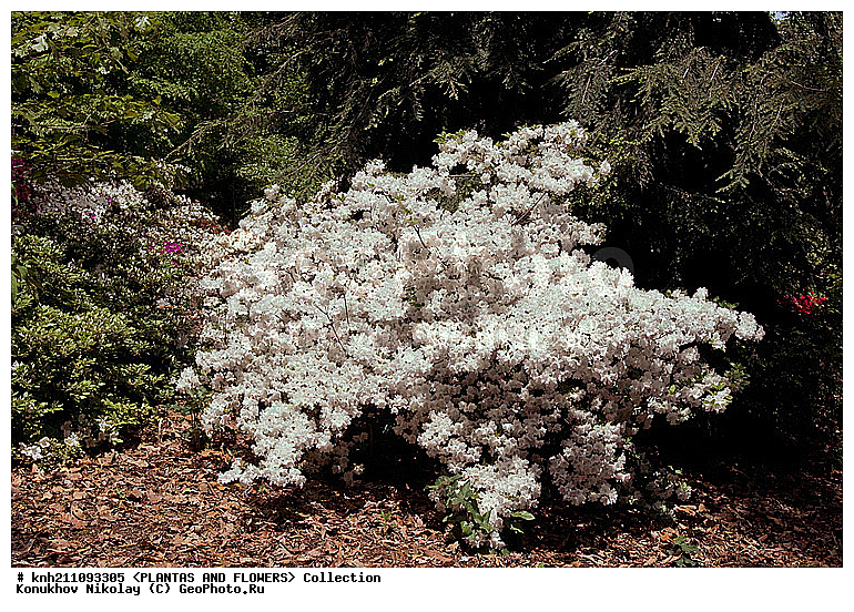 ������, Rhododendron sp., ��������, �����, ������ ��������, ������� ��������, ���, ���������� ��������,  ������, �����, �����������, ���������, ����� ��������, ������������ ���, ������, ����������, Ericaceae, DONE, ���������, ����������, ������������ ��������, ������������ ��������, ������������, ������������ �����������, �����������, ������������, ���������, �����, ����������, ������������ ��������, ������������ ��������, ������������, ������������, ������������, �����������, XYZ