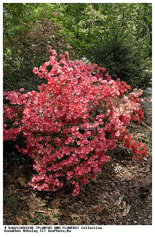������, Rhododendron sp., ��������, �����, ������ ��������, ������� ��������, ���, ���������� ��������,  ������, �����, �����������, ���������, ����� ��������, ������������ ���, ������, ����������, Ericaceae, DONE, ���������, ����������, ������������ ��������, ������������ ��������, ������������, ������������ �����������, �����������, ������������, ���������, �����, ����������, ������������ ��������, ������������ ��������, ������������, ������������, ������������, �����������, XYZ