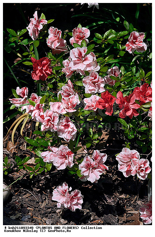 ������, Rhododendron sp., ��������, �����, ������ ��������, ������� ��������, ���, ���������� ��������,  ������, �����, �����������, ���������, ����� ��������, ������������ ���, ������, ����������, Ericaceae, DONE, ���������, ����������, ������������ ��������, ������������ ��������, ������������, ������������ �����������, �����������, ������������, ���������, �����, ����������, ������������ ��������, ������������ ��������, ������������, ������������, ������������, �����������, XYZ