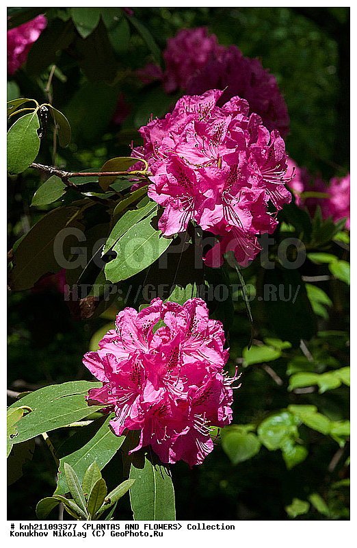 ������, Rhododendron sp., ��������, �����, ������ ��������, ������� ��������, ���, ���������� ��������,  ������, �����, �����������, ���������, ����� ��������, ������������ ���, ������, ����������, Ericaceae, DONE, ���������, ����������, ������������ ��������, ������������ ��������, ������������, ������������ �����������, �����������, ������������, ���������, �����, ����������, ������������ ��������, ������������ ��������, ������������, ������������, ������������, �����������, XYZ