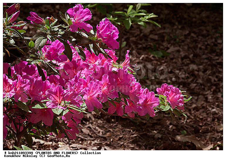 ������, Rhododendron sp., ��������, �����, ������ ��������, ������� ��������, ���, ���������� ��������,  ������, �����, �����������, ���������, ����� ��������, ������������ ���, ������, ����������, Ericaceae, DONE, ���������, ����������, ������������ ��������, ������������ ��������, ������������, ������������ �����������, �����������, ������������, ���������, �����, ����������, ������������ ��������, ������������ ��������, ������������, ������������, ������������, �����������, XYZ