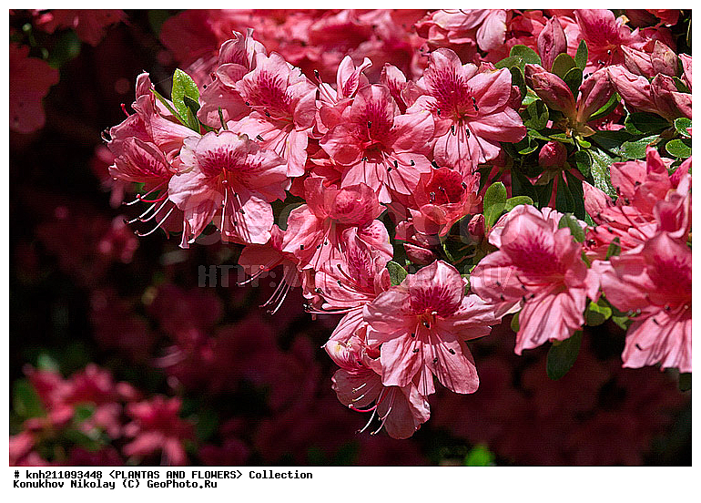 ������, Rhododendron sp., ��������, �����, ������ ��������, DONE, ������� ��������, ���, ���������� ��������,  ������, �����, �����������, ���������, ����� ��������, ������������ ���, ������, ����������, Ericaceae, ���������, ����������, ������������ ��������, ������������ ��������, ������������, ������������ �����������, �����������, ������������, ���������, �����, ����������, ������������ ��������, ������������ ��������, ������������, ������������, ������������, �����������, XYZ
