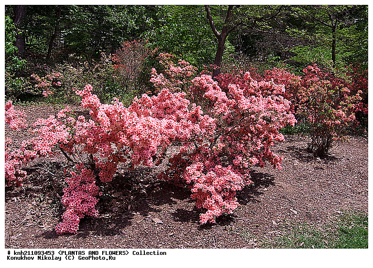 ������, Rhododendron sp., ��������, �����, ������ ��������, ������� ��������, ���, ���������� ��������,  ������, �����, �����������, ���������, ����� ��������, ������������ ���, ������, ����������, Ericaceae, DONE, ���������, ����������, ������������ ��������, ������������ ��������, ������������, ������������ �����������, �����������, ������������, ���������, �����, ����������, ������������ ��������, ������������ ��������, ������������, ������������, ������������, �����������, XYZ