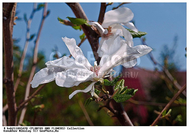 �������� �����, Magnolia kobus, ��������, �����, ������ ��������, ������� ��������, ���������� ��������,  ������, �����, ����� ��������, ������, �����������, Magnoliaceae, �����������, DONE, ���������� �������, ������, XYZ, ����������� ������, ����������� ����������� �����