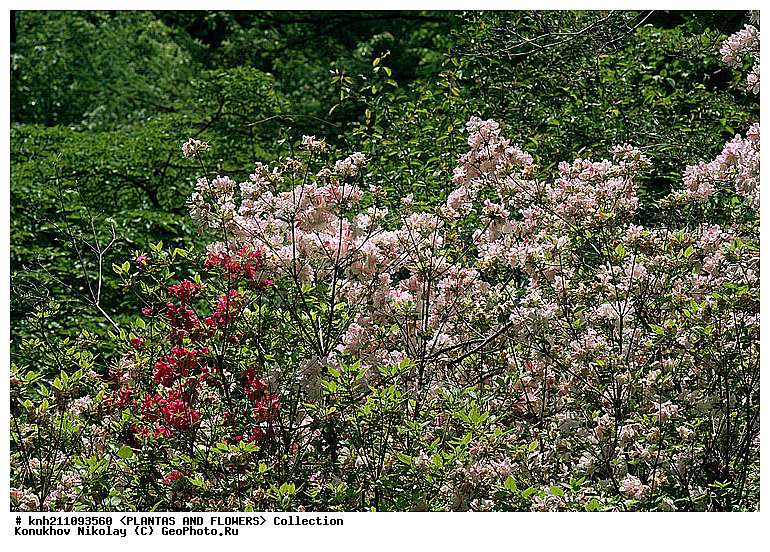 ������, Rhododendron sp., ��������, �����, ������ ��������, ������� ��������, ���, ���������� ��������,  ������, �����, �����������, ���������, ����� ��������, ������������ ���, ������, ����������, Ericaceae, DONE, ���������, ����������, ������������ ��������, ������������ ��������, ������������, ������������ �����������, �����������, ������������, ���������, �����, ����������, ������������ ��������, ������������ ��������, ������������, ������������, ������������, �����������, XYZ