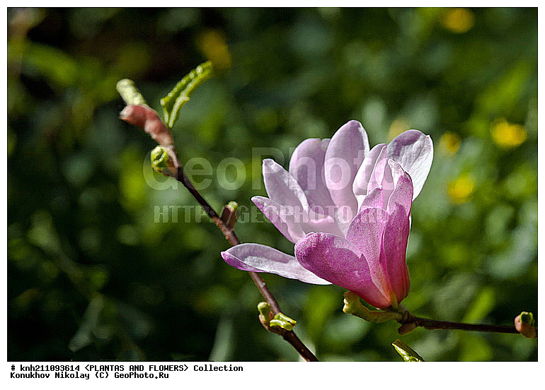 �������� ����������, Magnolia stellata, ��������, �����, ������ ��������, DONE, ���������� ��������, ������� ��������, ������, �����, �����������, �����������, Magnoliaceae, DONE, ���������� �������, ������, �������� ���������, XYZ, ����������� ������, ����������� ����������� �����