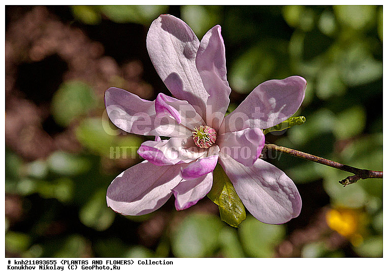 �������� ����������, Magnolia stellata, ��������, �����, ������ ��������, DONE, ���������� ��������, ������� ��������, ������, �����, �����������, �����������, Magnoliaceae, DONE, ���������� �������, ������, �������� ���������, XYZ, ����������� ������, ����������� ����������� �����