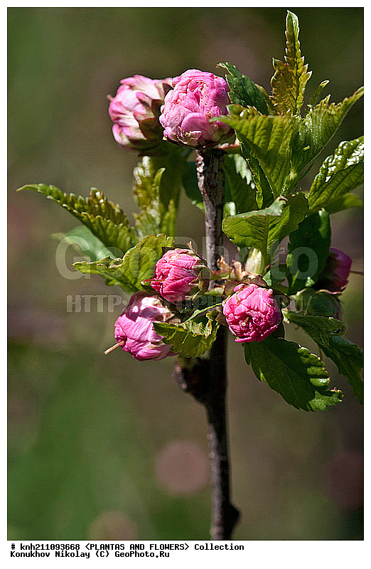 ������� �������������, Prunus triloba, ��������, �����, ������ ��������, ������� ��������, ���������� ��������, ������, �����, ��������� ������������, ����� ������������, Louiseania triloba, ������������, �����������, Rosaceae, DONE, ������� ������������, ��������� �������������, ����� �������������, Persica triloba, Amygdalus triloba, XYZ