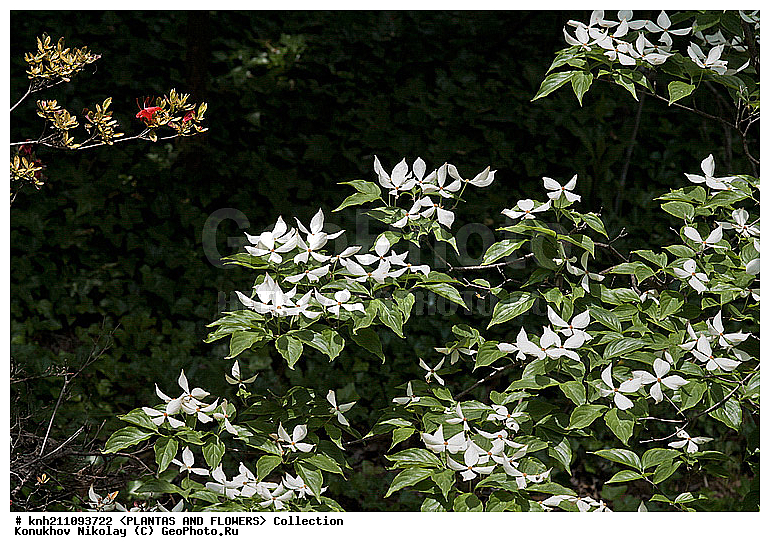 ĸ��� �������� , ����� ��������, Cornus florida, ��������, �����, ������ ��������, ������� ��������, ���, ���������� ��������,  ������, �����, ���������, ����� ��������, ������������ ���, ������, ���������, Cornaceae DONE, XYZ