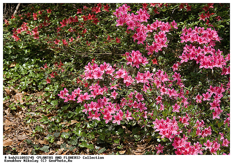 ��������, �����, ������ ��������, ������, Rhododendron sp., ��������, �����, ������ ��������, ������� ��������, ���, ���������� ��������,  ������, �����, �����������, ���������, ����� ��������, ������������ ���, ������, ����������, Ericaceae, DONE, ���������, ����������, ������������ ��������, ������������ ��������, ������������, ������������ �����������, �����������, ������������, ���������, �����, ����������, ������������ ��������, ������������ ��������, ������������, ������������, ������������, �����������, XYZ