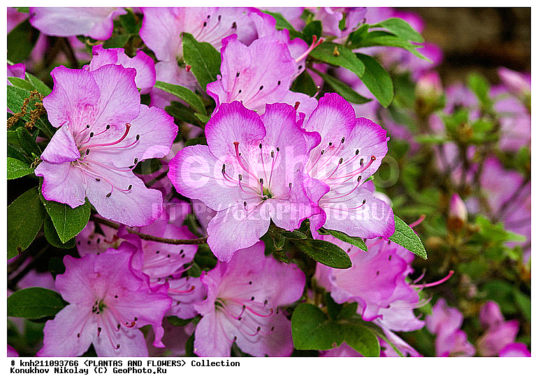 ������, Rhododendron sp., ��������, �����, ������ ��������, ������� ��������, ���, ���������� ��������,  ������, �����, �����������, ���������, ����� ��������, ������������ ���, ������, ����������, Ericaceae, DONE, ���������, ����������, ������������ ��������, ������������ ��������, ������������, ������������ �����������, �����������, ������������, ���������, �����, ����������, ������������ ��������, ������������ ��������, ������������, ������������, ������������, �����������, XYZ