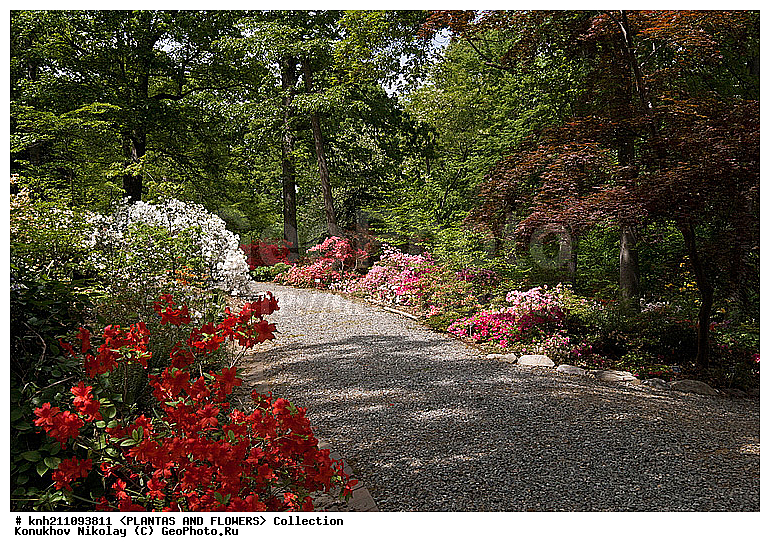 ������, Rhododendron sp., ��������, �����, ������ ��������, DONE, ������� ��������, ���, ���������� ��������,  ������, �����, �����������, ���������, ����� ��������, ������������ ���, ������, ����������, Ericaceae, ���������, ����������, ������������ ��������, ������������ ��������, ������������, ������������ �����������, �����������, ������������, ���������, �����, ����������, ������������ ��������, ������������ ��������, ������������, ������������, ������������, �����������, XYZ